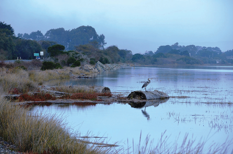 Highway 101 and Humboldt Bay with blue heron