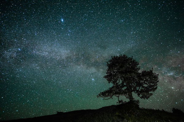 Starry sky with tree