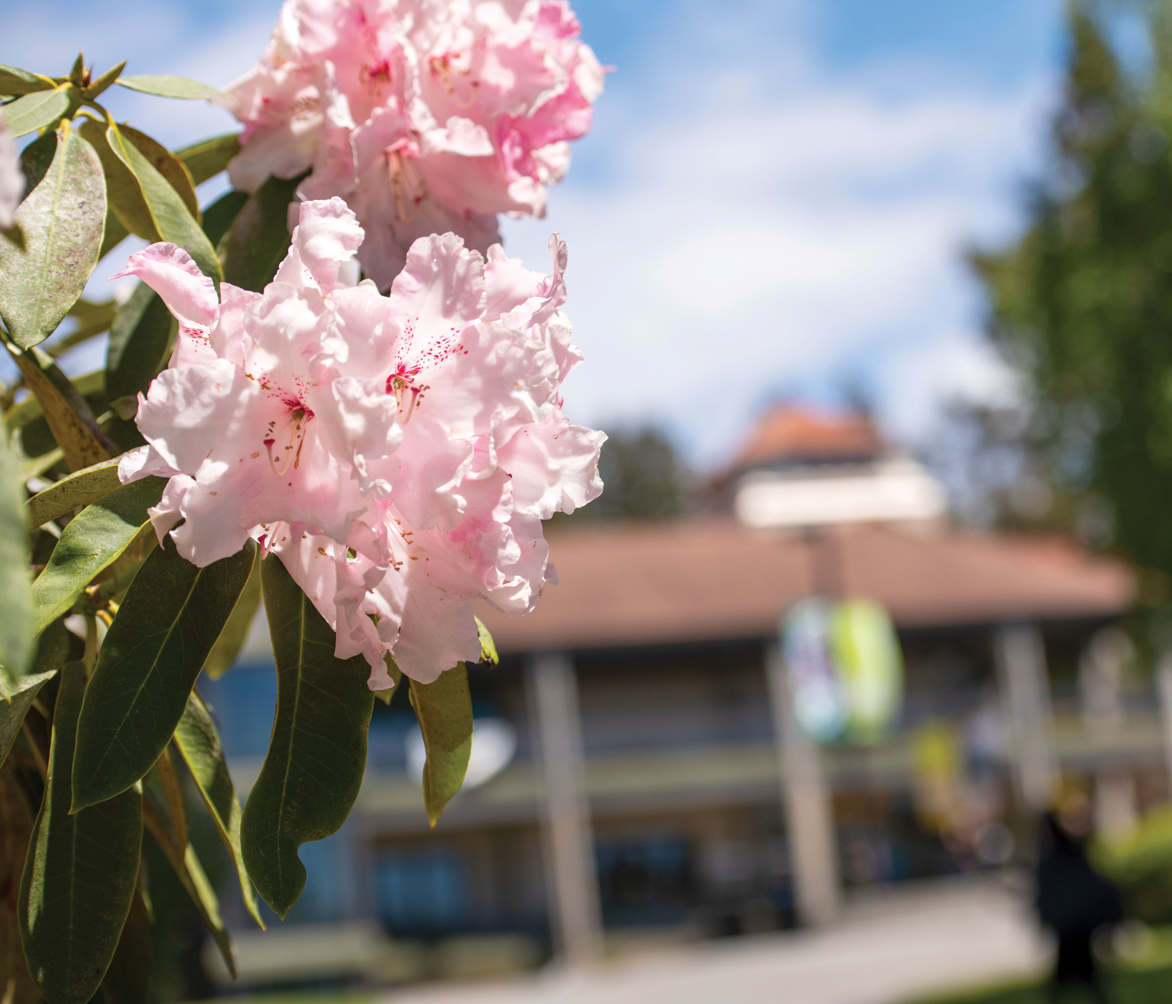 Rhododendrons on the Cal Poly Humboldt campus