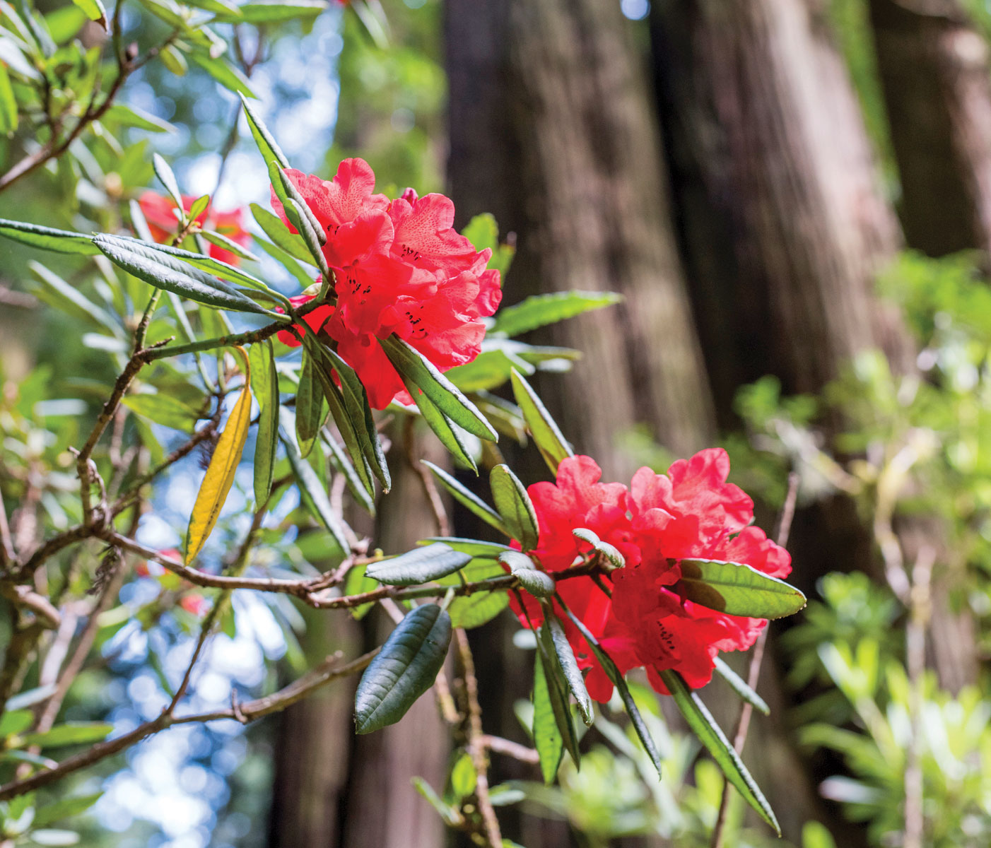 Rhododendrons on the Cal Poly Humboldt campus