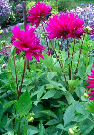 Placeholder image of garden flowers