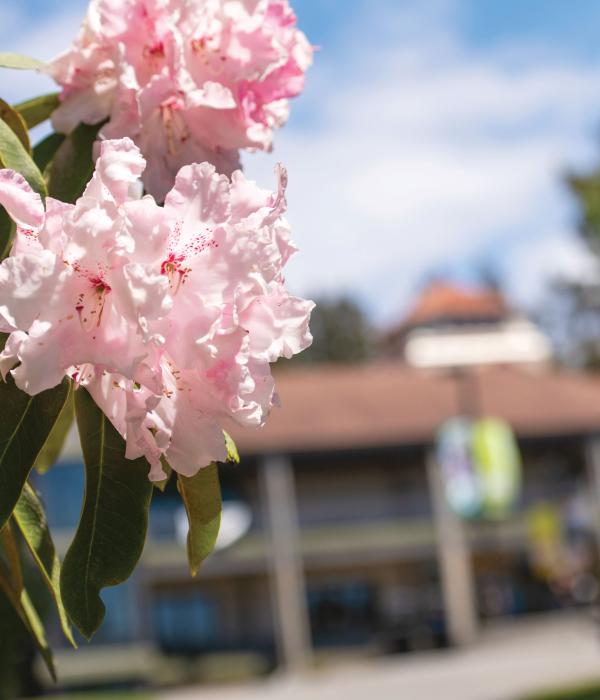 Pink rhododendrons on campus