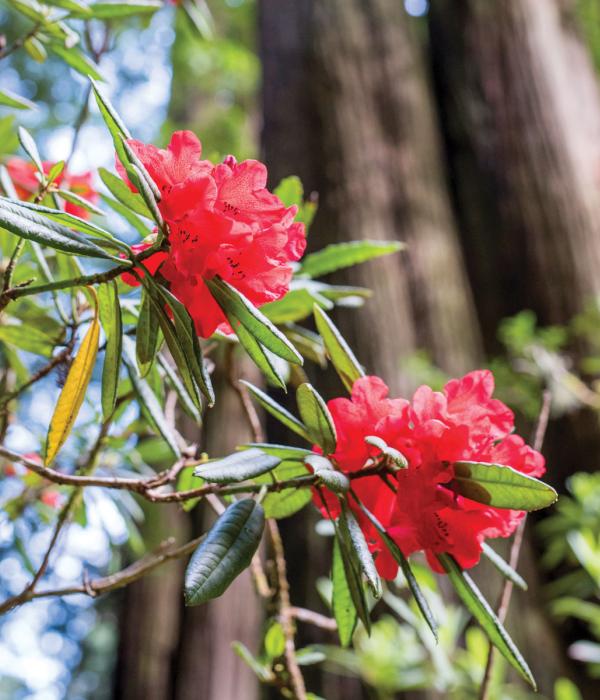 Red rhododendrons on the Humboldt campus