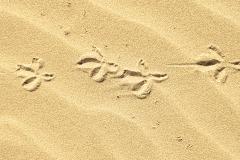 Bird footprints in sand dune