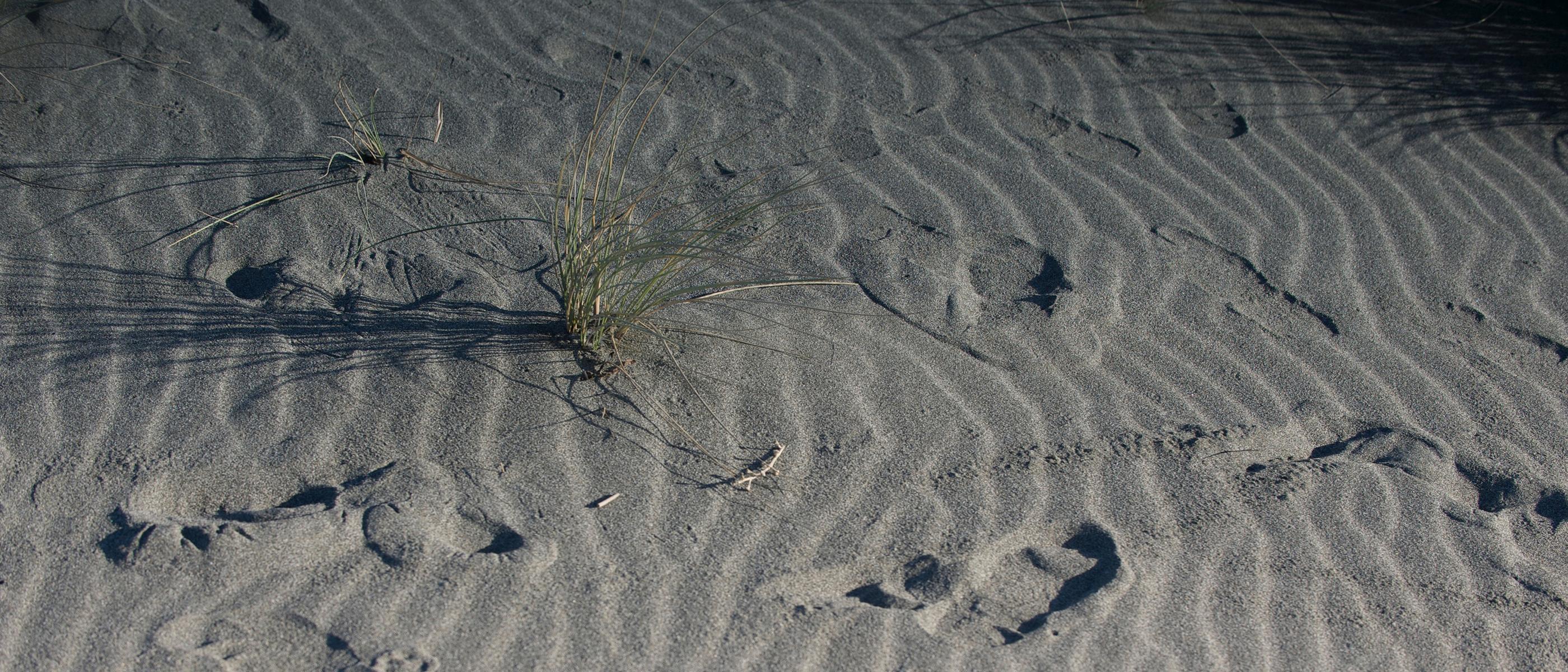 sandy beach with footprints