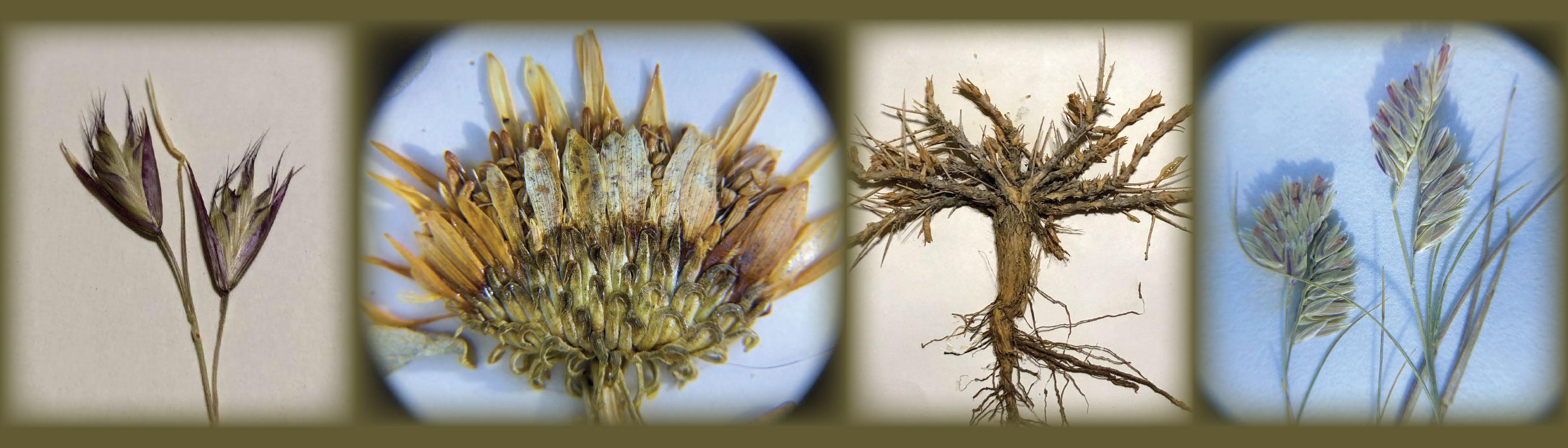 Examples of rangeland grasses and flowers