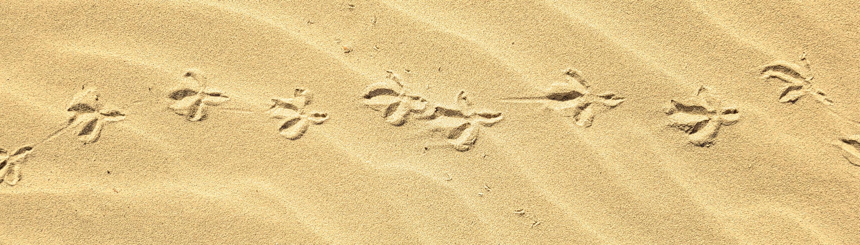 Bird footprints in sand dune