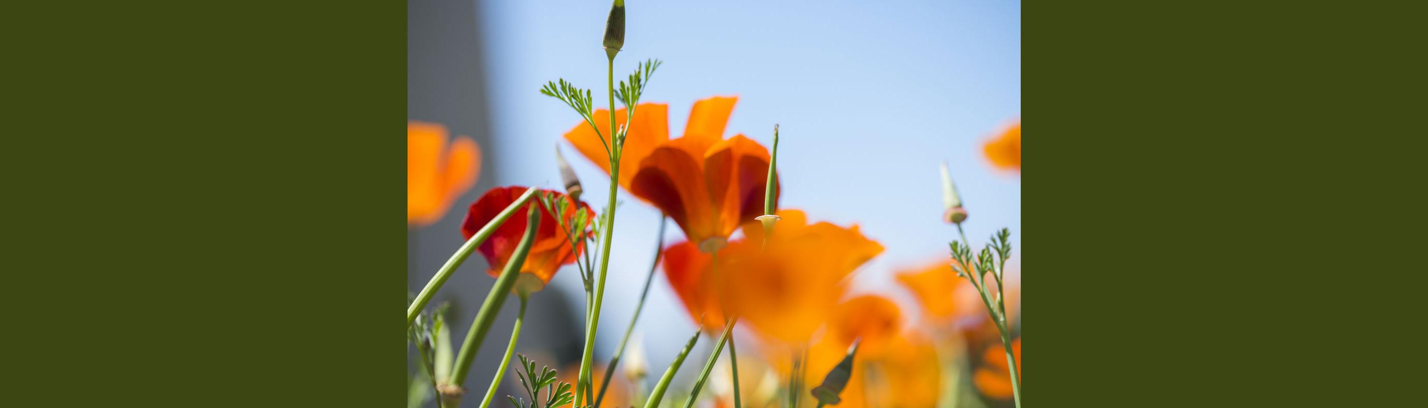 California poppies