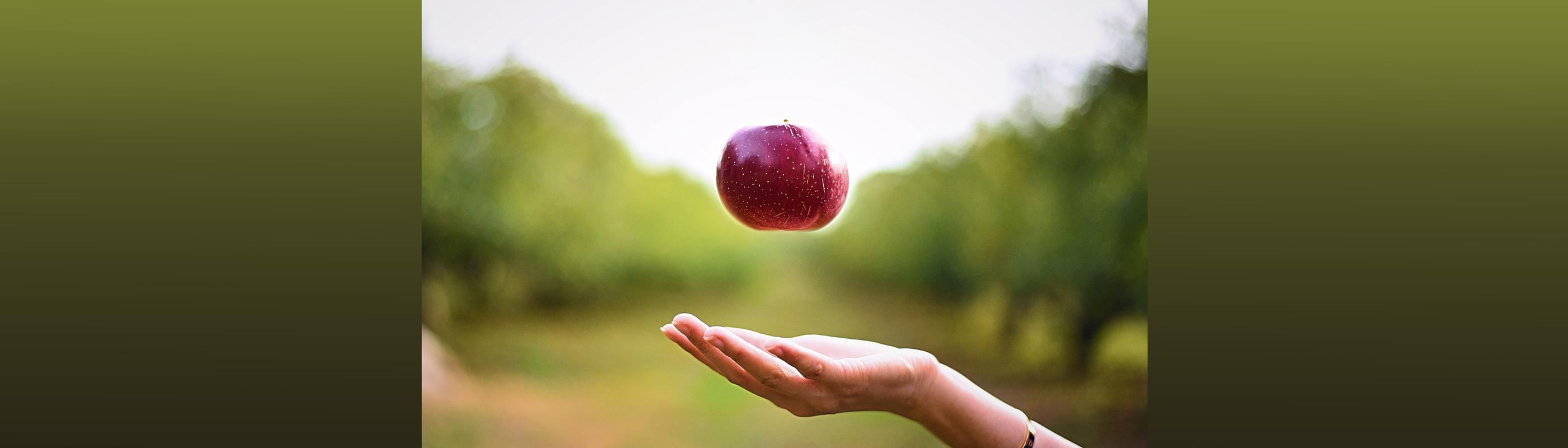 apple falling into a hand