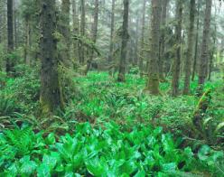Skunk cabbage in forest