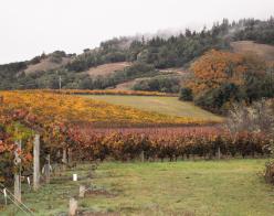 Anderson Valley Wines