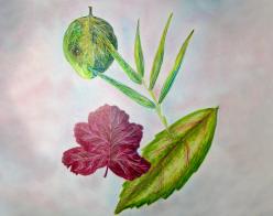 Drawing of leaves by instructor