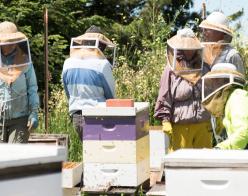 beekeepers in beeyard